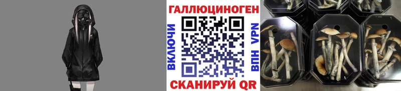 где можно купить   Никольск  Псилоцибиновые грибы мицелий 